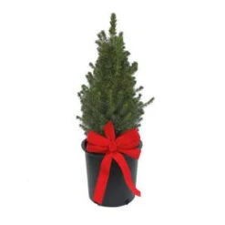 2 Gal. Dwarf Alberta Spruce With Bow-8ZHDPIC2GCONDEC 206481052