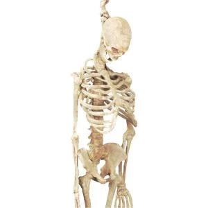 Forum Novelties 5 Ft. Latex Skeleton-F53738 204431153 1 Forum Novelties 5 Ft. Latex Skeleton-F53738 204431153